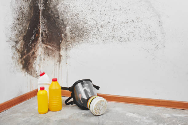 Best Mold Damage Repair  in Port Orange, FL