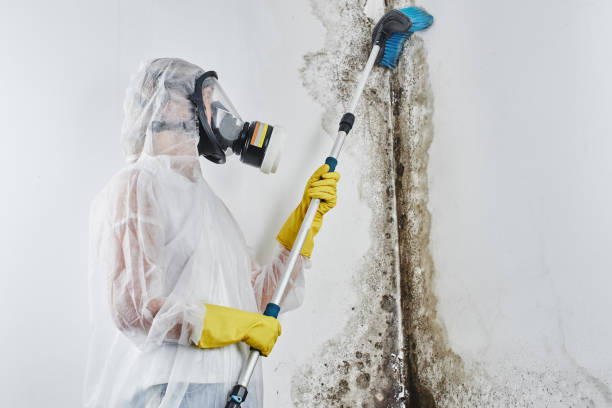 Best Toxic Mold Removal  in Port Orange, FL