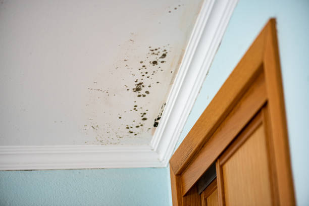 Mold Testing and Removal in Port Orange, FL