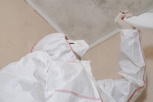 Best Commercial Mold Removal  in Port Orange, FL