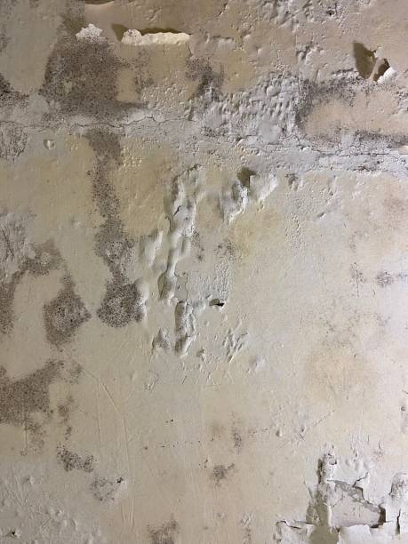 Best Mold Remediation  in Port Orange, FL