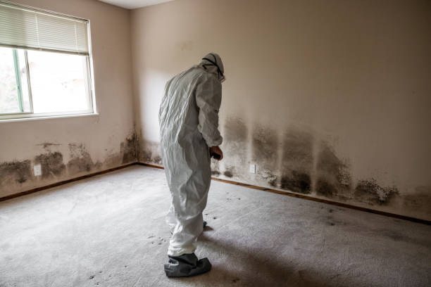 Best Office Mold Removal Services  in Port Orange, FL