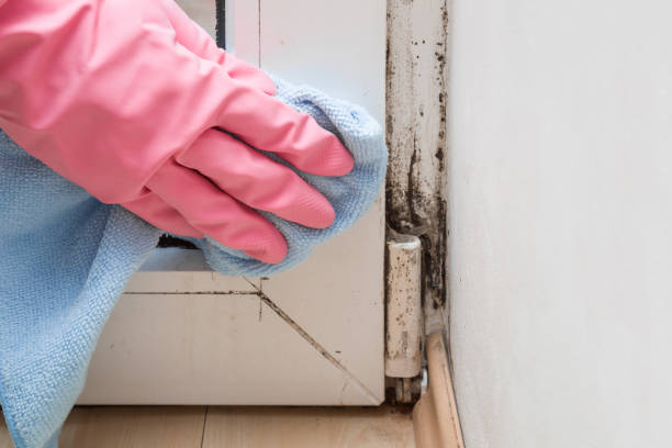 Best Local Mold Removal Service  in Port Orange, FL