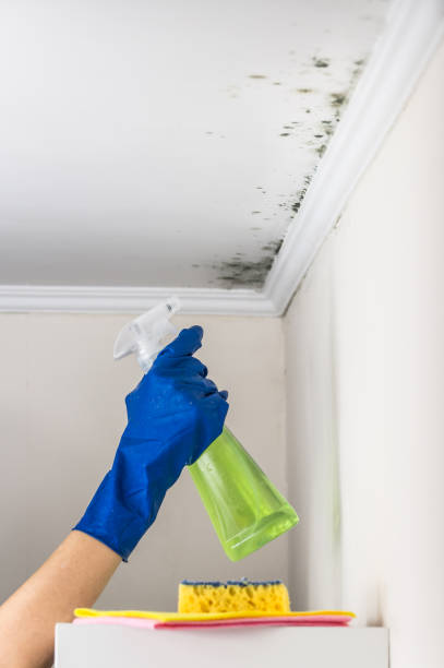 Best Residential Mold Removal  in Port Orange, FL